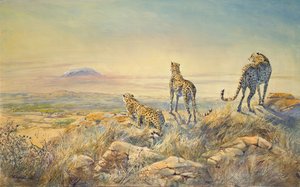 Gepard med Kilimanjaro i bakgrunnen, 1991 (wc)